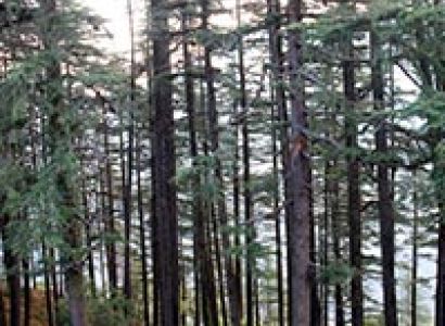 Dhanaulti Tour Package 