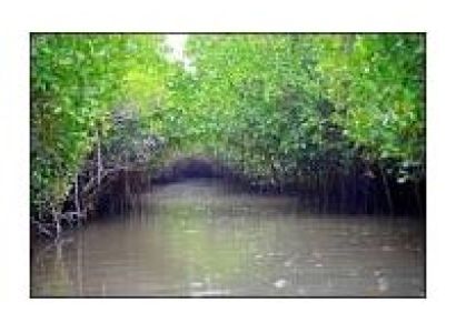 Pichavaram & Poompuhar One DayTour