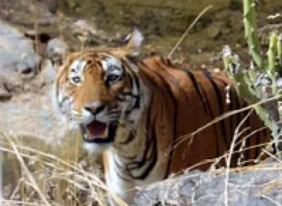 Wildlife Tour in Assam