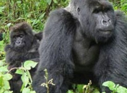 3 Days Gorilla Trekking in Uganda Tour