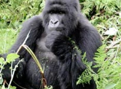 Uganda Gorilla Tour - 3 Days
