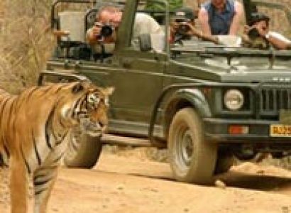 Ranthambore Wildlife Tour