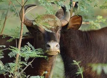 PanarPani Jungle Safari II Tour