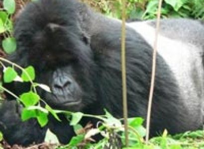 9 Days Gorillas In Bwindi, Wildlife In Murchison, Chimps In Kibale, And Wildlife-Queen Elizabeth N T