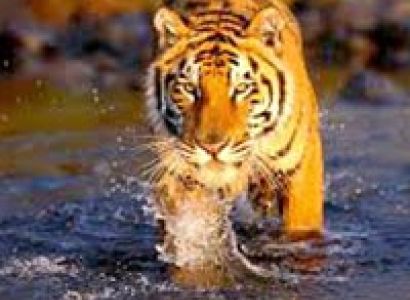 Golden Triangle Tour With Ranthambore