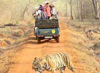 Wildlife Trip to Tadoba