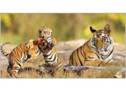Wildlife Special with Khajuraho Tour