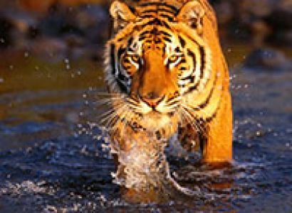 Wildlife Safari Tour Chitwan