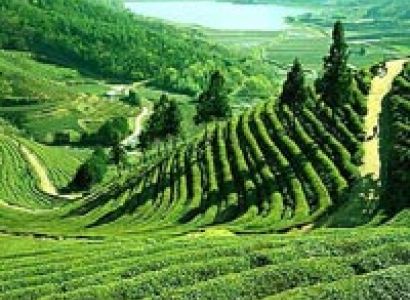 Beautiful Darjeeling Gangtok Tour