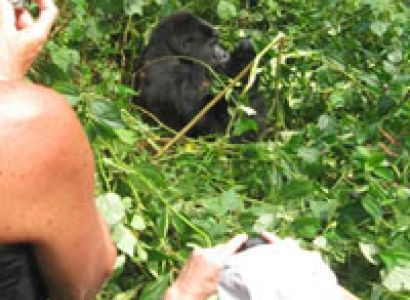 Uganda Gorilla and Chimp Tracking Adventure Tour