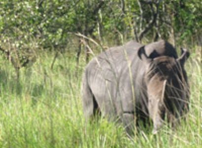 The Big Five Wildlife Wilderness Uganda Tour