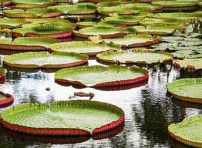 Mauritius Tour Package