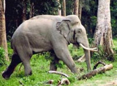 Ever Green Dooars Tour