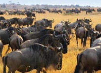 Ngorongoro Day Trip Tour