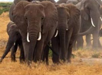 Camping Safari: ( Manyara,Ngorongoro & Serengeti ) Tour