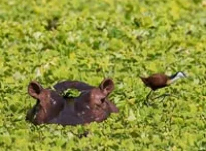 Lake Manyara, Serengeti, Tarangire & Ngorongoro Crater