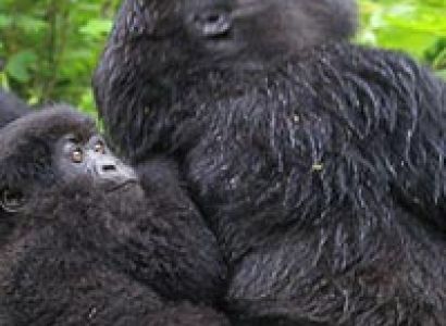 4 Days Gorilla Express Package