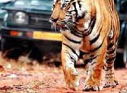 Chittor with Ranthambore Tour