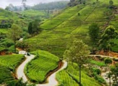 Visiting Kandy - Nuwara Eliya - Colombo Tour