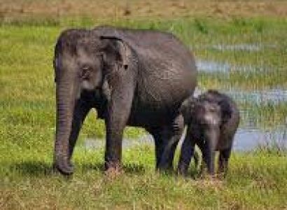 Sri Lankan Discovery Package