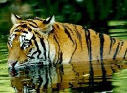 Nainital and Jim Corbet Tour