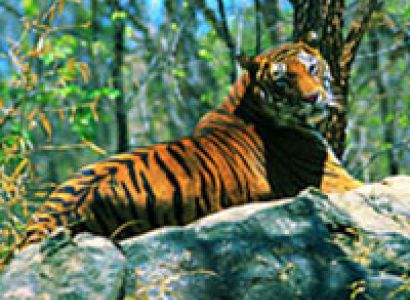 Golden Triangle Tour With Tiger