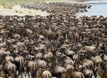 Kenya & Tanzania Special Tour 2014