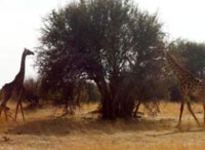 Mana Pools Highlights of Zimbabwe