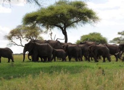 Northern Tanzania Classic Tented Camps Safari Tour