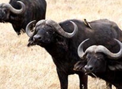 Camping Safari in Serengeti - Ngorongoro - Tarangire