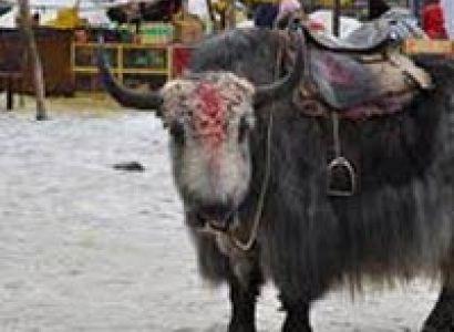 Manali Honeymoon Holiday