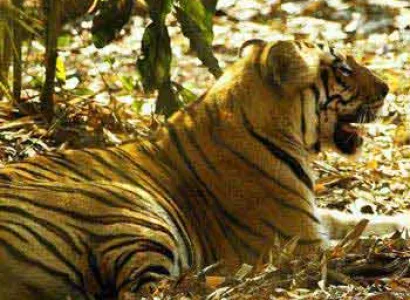 Birds, Lions and Tigers Package