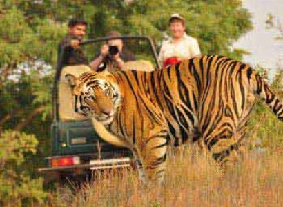 Tiger and Taj Package