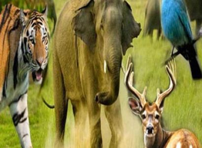 Nainital - Carbett 5N/6D Tour Package