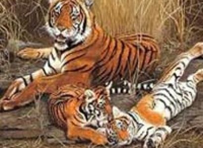 Ranthambhore Tour Package