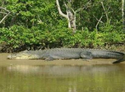 4 Nights 5 Days  Panchalingeswar  Kuldiha Forest Bhitarkanika