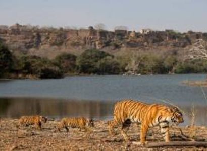 India Jungle Safari Tour Package