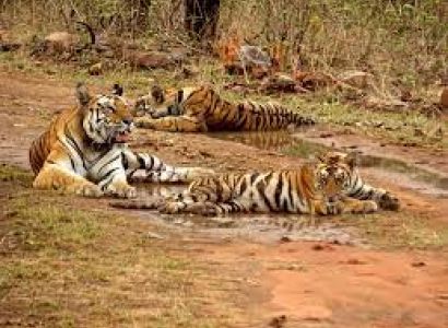27 Days Rajasthan Tour With Wildlife