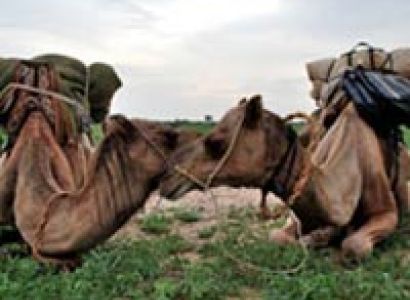 Intercity Camel Tour 2 Nights, Longer or Shorter On Request Package