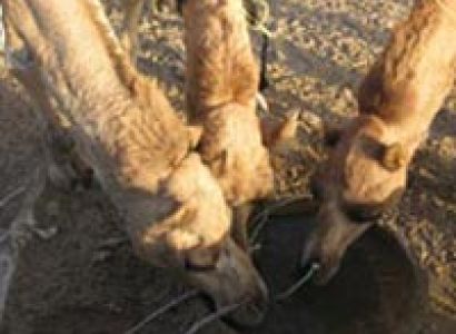 Five Days And Four Nights Safari Package