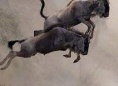 3 Days maasai mara wildbeest migration