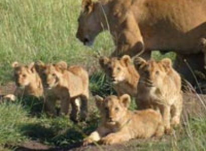 4 DaysNairobi - Nakuru - Maasai Mara Tour