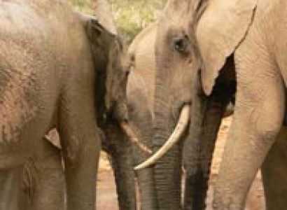 6 Days Nairobi - Amboseli - Nakuru - Maasai Mara Tour