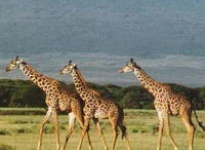 5 Days Mt. Kenya Climbing Tour