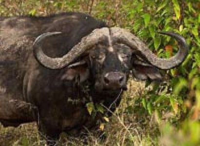 6 DAYS: Baringo – L.Nakuru - Maasai mara