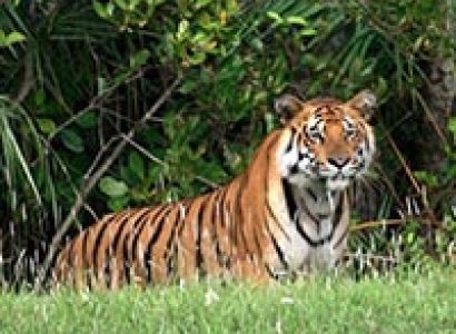 Sundarban 2 Nights and 3 Days Tour