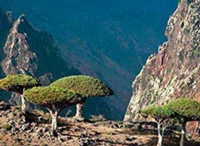 Sana'A - Socotra - Hadiboo - Dihamry - Ras Ersel - Erher Tour