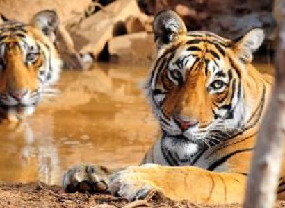 Golden Triangle with Wild Life Tour