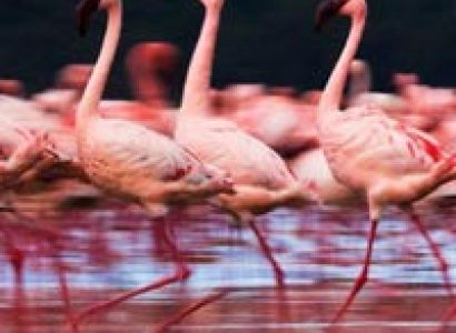 5Days/4Nights Kenya Safari Tour