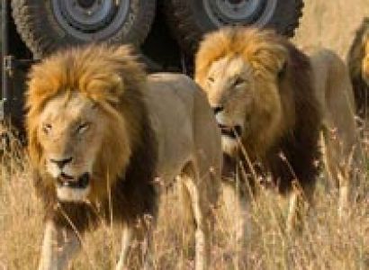 3Days/2Nights Maasai Mara Package